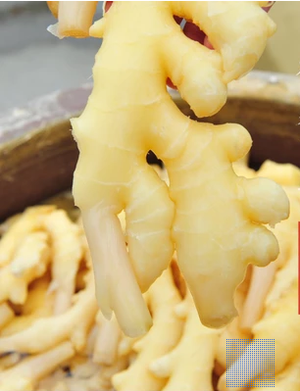 Xin Du Pao Cai Pickled Ginger｜ Pao Zi Jiang 1.5kg